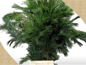 Pinus Strobus